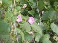 Ipomoea purpurea